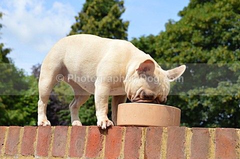  - French Bulldogs