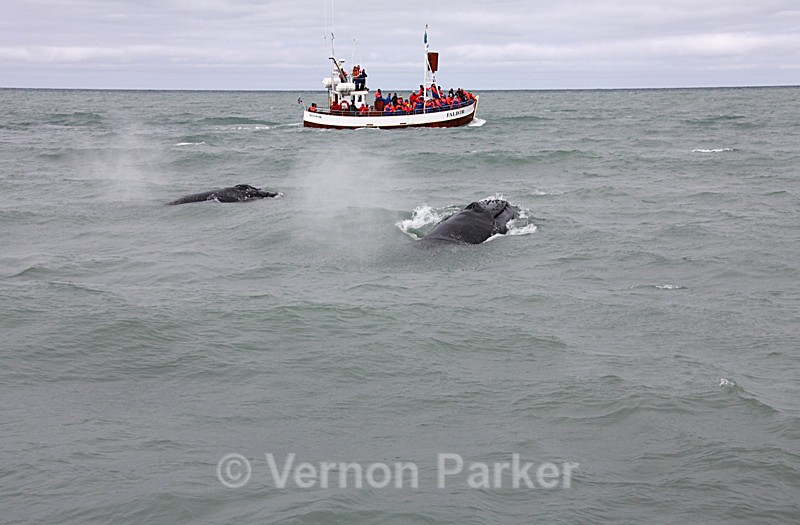 Pair Juvenile Humpbacks - Iceland