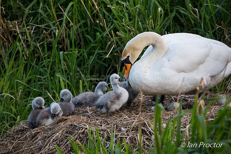 Swan & Cygnets - Returning to the nest 5 - Nature