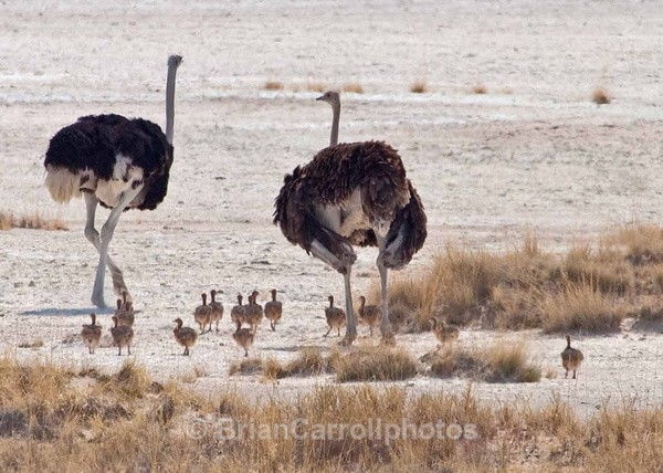 Large Osterich Family, Namibia - African Safari Tour 09 Zambia, Botswana,Namibia & South Africa