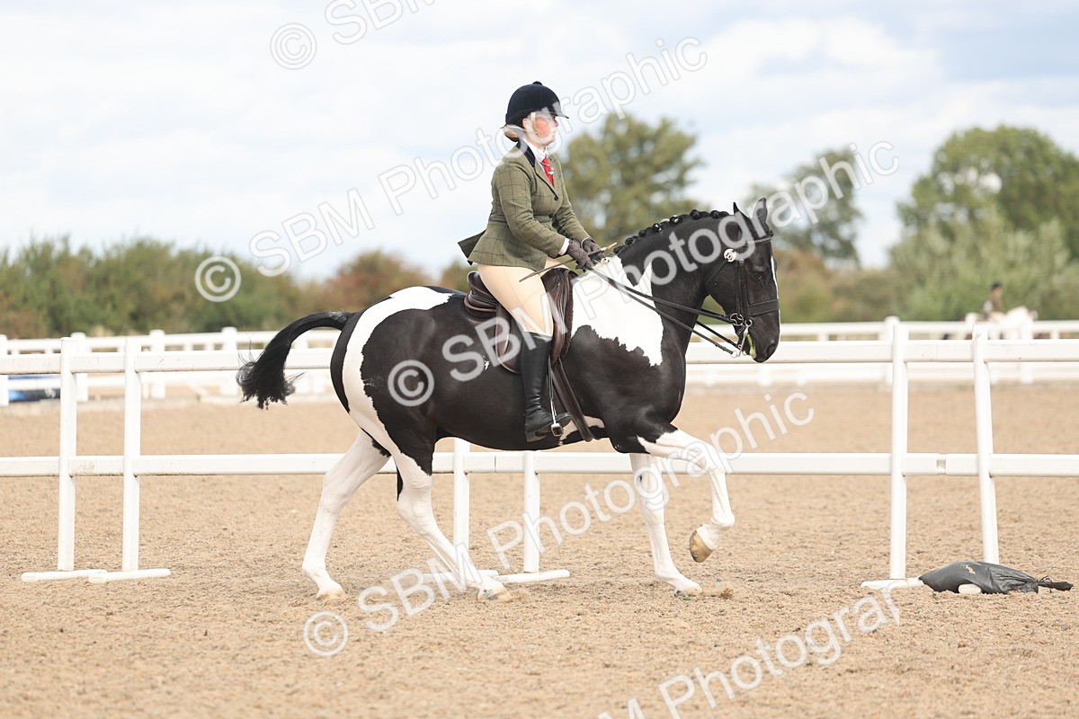 SBM_14742 - Class 308 - Ridden Coloured Horse