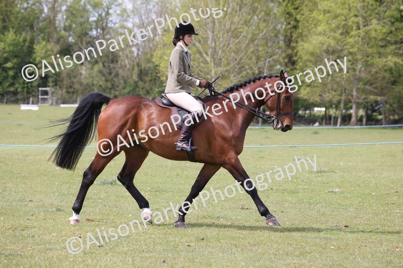 20260426-4314 - Class 34 - Best Riding Horse Over 14.2hh