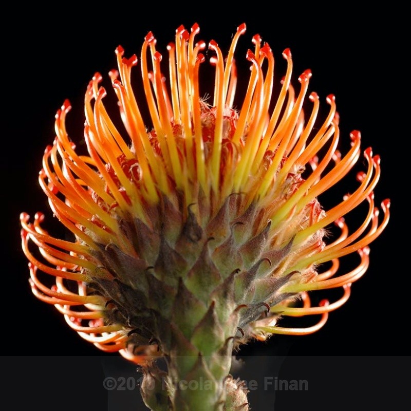 1790jpg - Flowers and Nature
