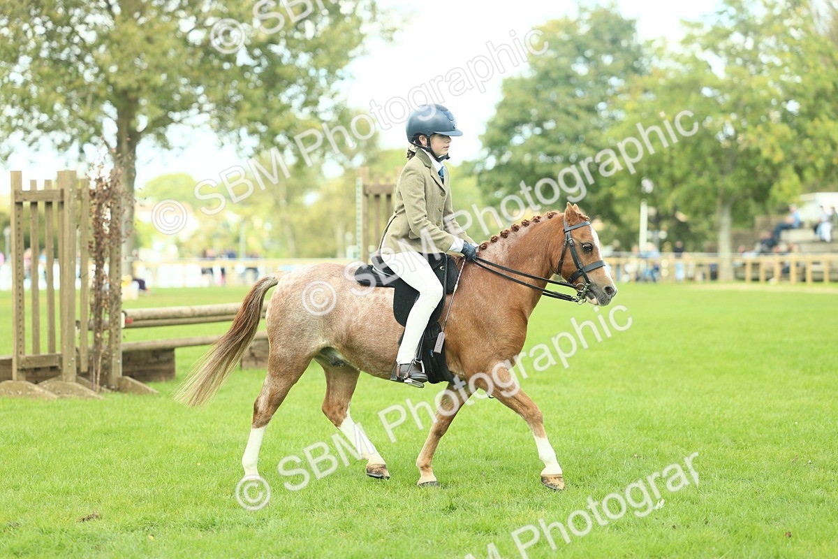 SBM_44663 - S31 - Working Hunter Pony