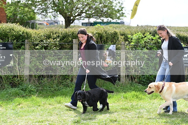 WJ5_9835 - Class 3 Most Handsome Dog