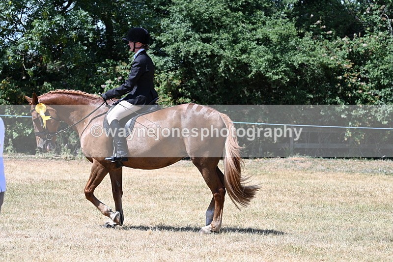 WJ7_3224 - Class 7 Riding Club Show Horse