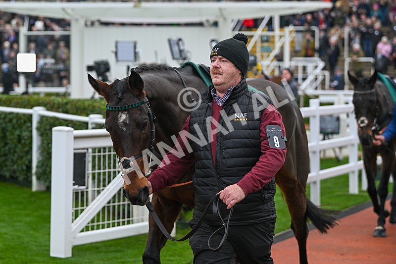 161124-Race 2-Paddock-Strictlyadancer-9362 - Race 2