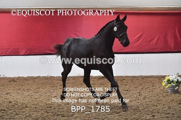 BPP_1785 - MORNING 9AM - 12PM