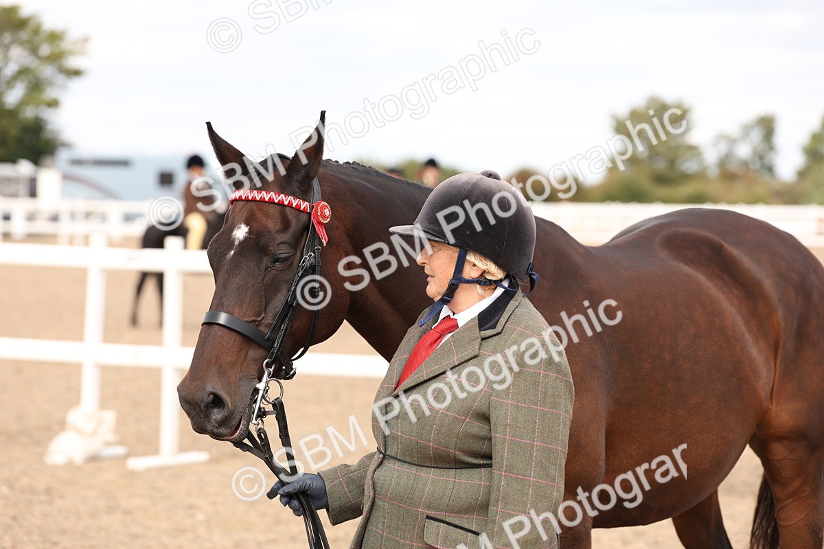 SBM_15385 - Class 210- IH Show Horse