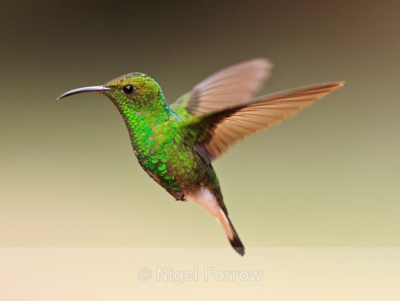Coppery-headed Emerald hovering at La Paz Waterfall Gardens - Coppery-headed Emerald