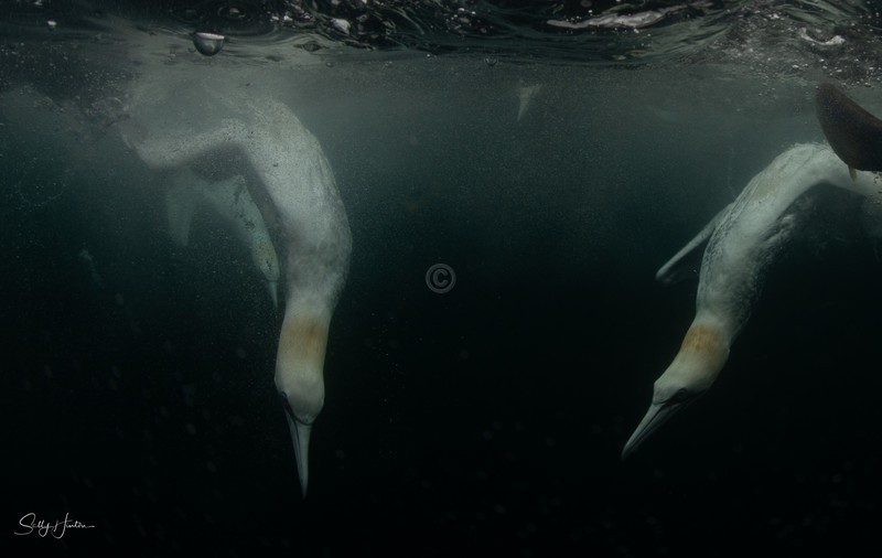 Gannets Underwater 2
