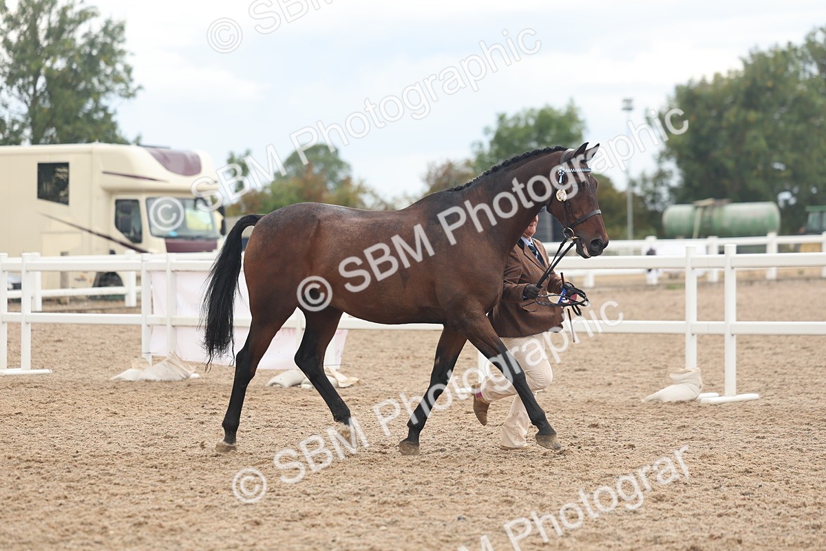 SBM_07849 - Class 27 - IH Competition Horse/Pony