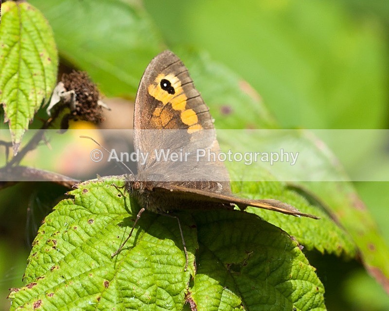 20110730-IMG_6212 - Butterflies & Moths