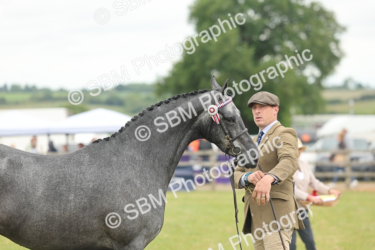 SBM_05494 - Class 68-73 - Riding Pony Breeding