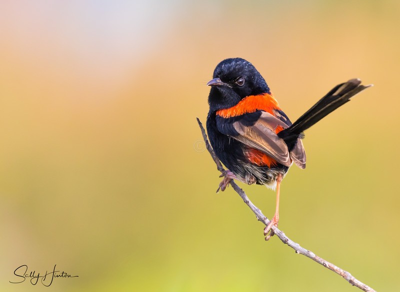 Red Wren Male 6