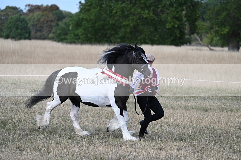 WJ7_8424 - In-hand Championship