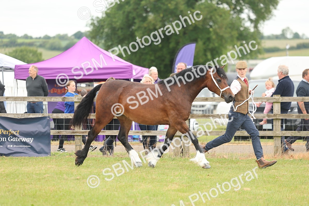 SBM_04810 - Class 50-57 - M&M Welsh Pony In Hand