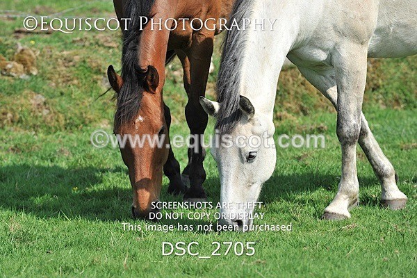 DSC_2705 - ARCHIVE REQUEST - Quincy and Guinness