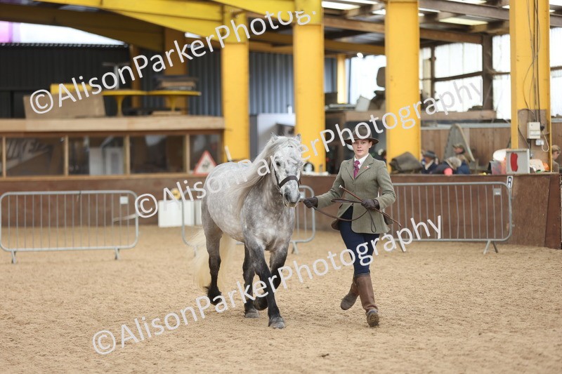 20251109-1038 - Class 28 - Mares 4 Years and over