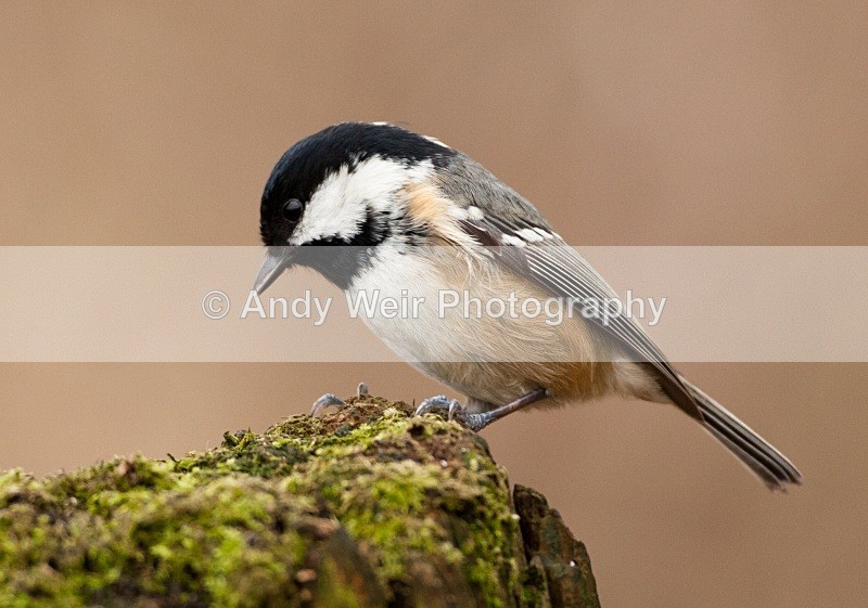 20110123-IMG_0691 - Coat Tit