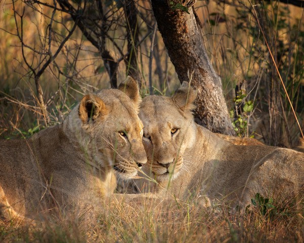 safari-125 - African Wildlife