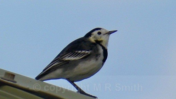 Pied Wagtail - BIRDS & INSECTS