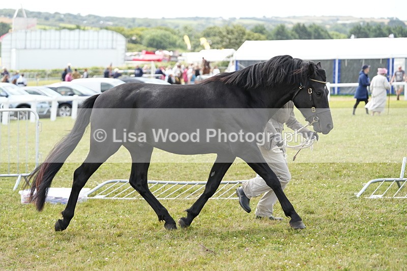 DSC05965 - NPS M&M In Hand Championship