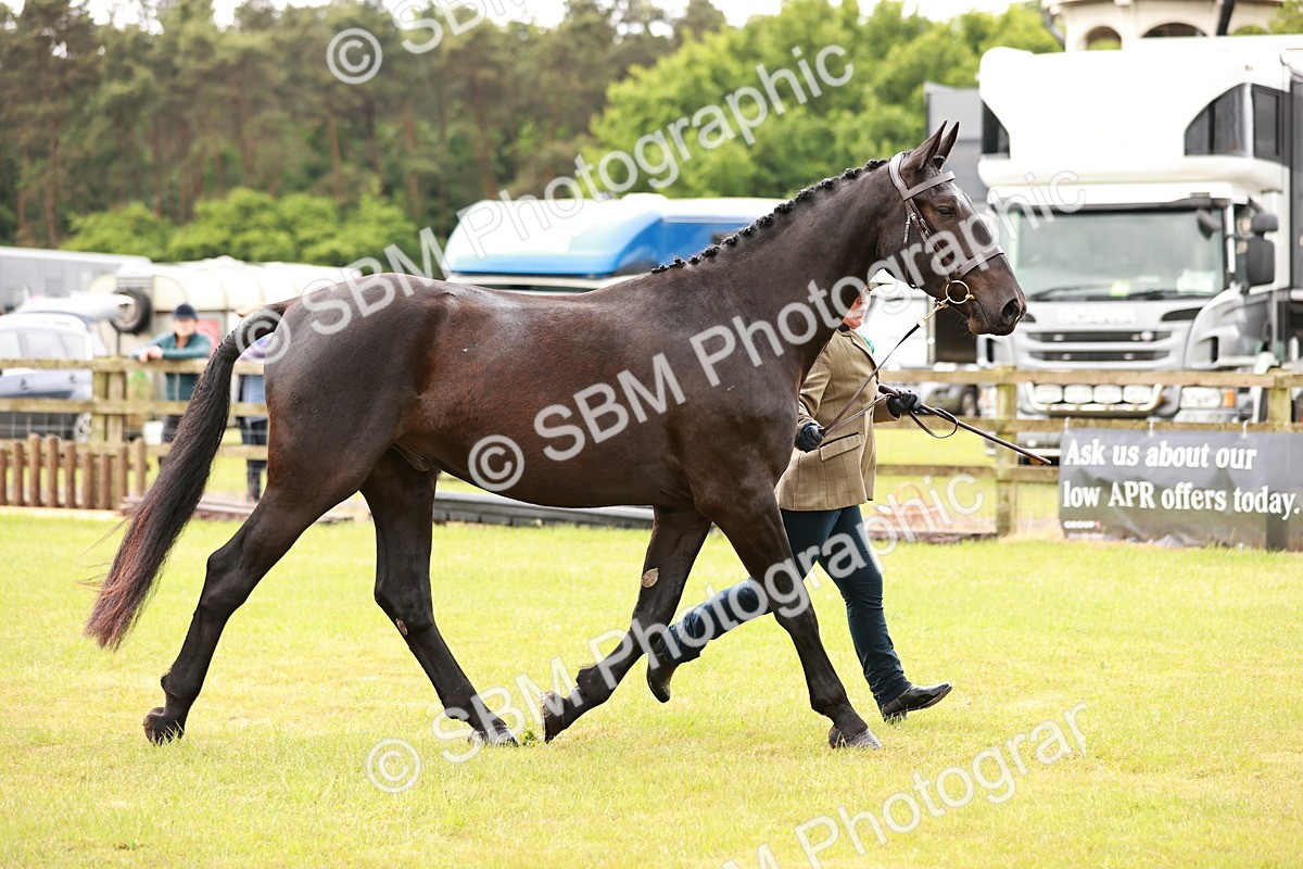 SBM_00766 - Class 26-30 Sport Horse In Hand