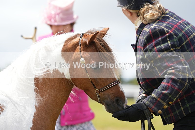 DSC06934 - Class 60: Coloured Pony 4yrs & over