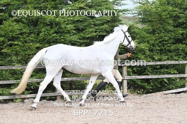 BPP_7215 - RING 1  (RIDDEN HORSES / IN HAND / VETERAN ETC)