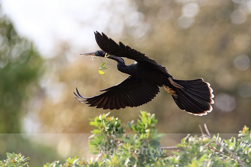 Anhinga (male) approaching island, Venice Rookery, Florida - Anhinga
