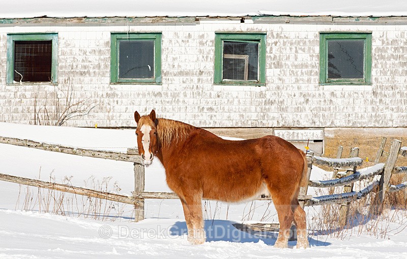 Draft Horse in Winter - Mammals, Reptiles & Amphibians