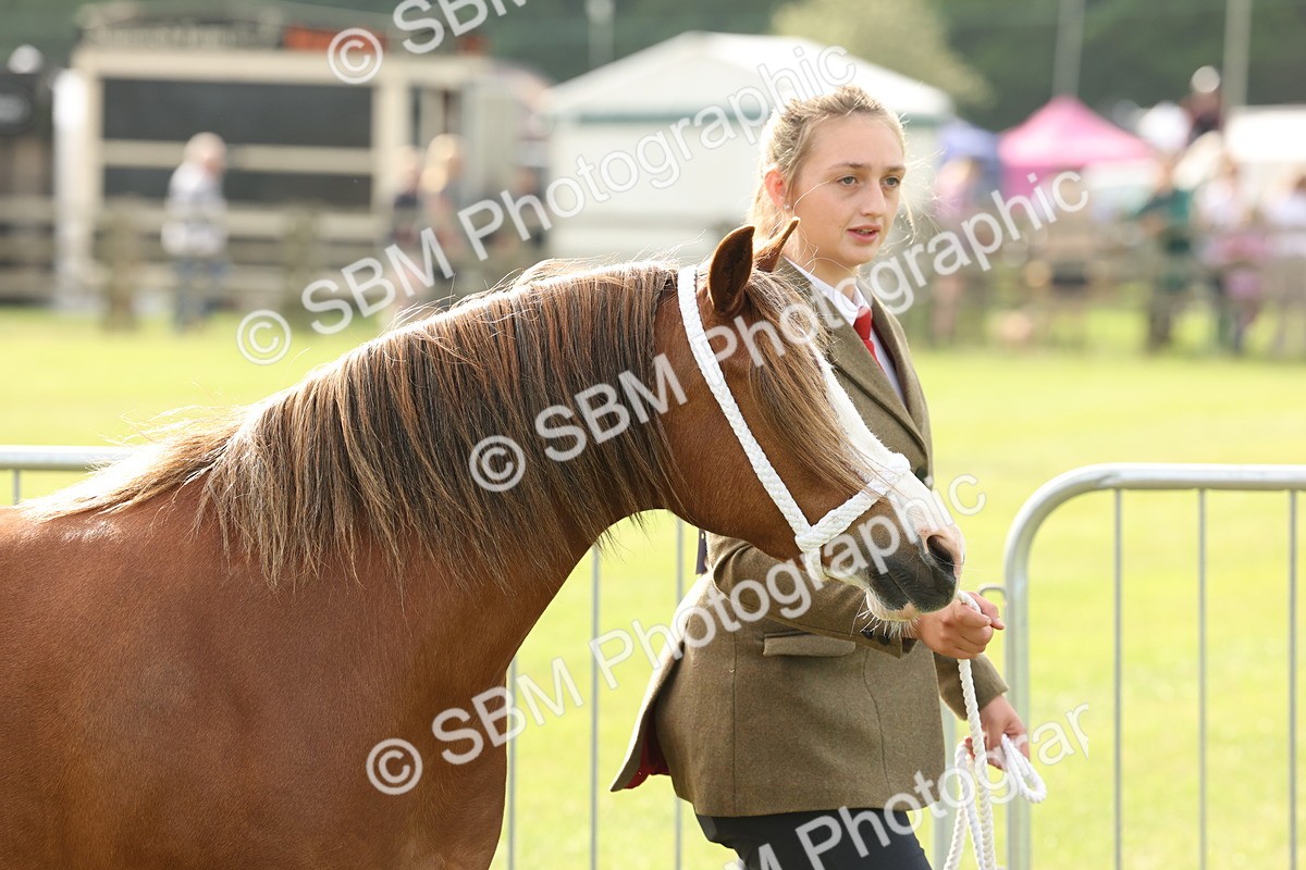 SBM_00479 - Class 6-13 - Mountatin and Moorland In Hand Welsh Breeds