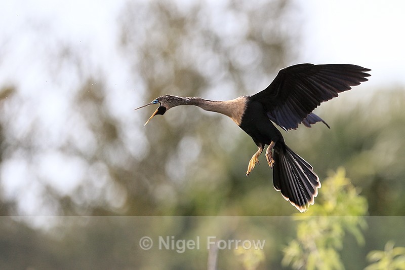 Anhinga approaching island, Venice Rookery, Florida - Anhinga