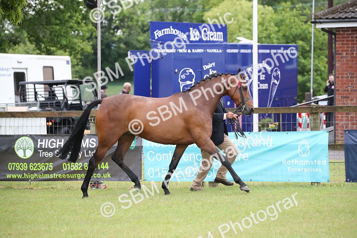 SBM_00132 - Class 17-20 - Arab & Part Bred - Anglo Arab In Hand