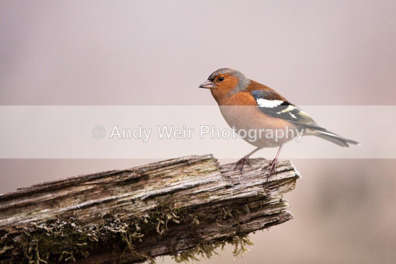 20121202-_MG_1317 - Chaffinch