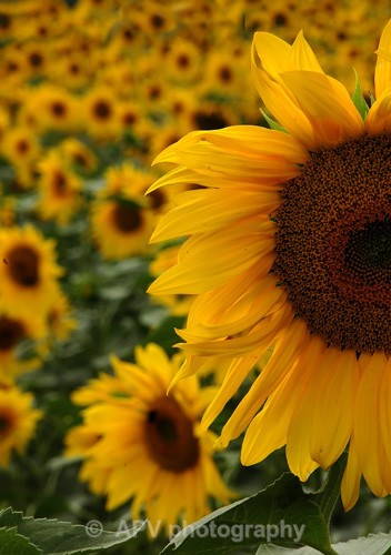 12 - Petals and Leaves