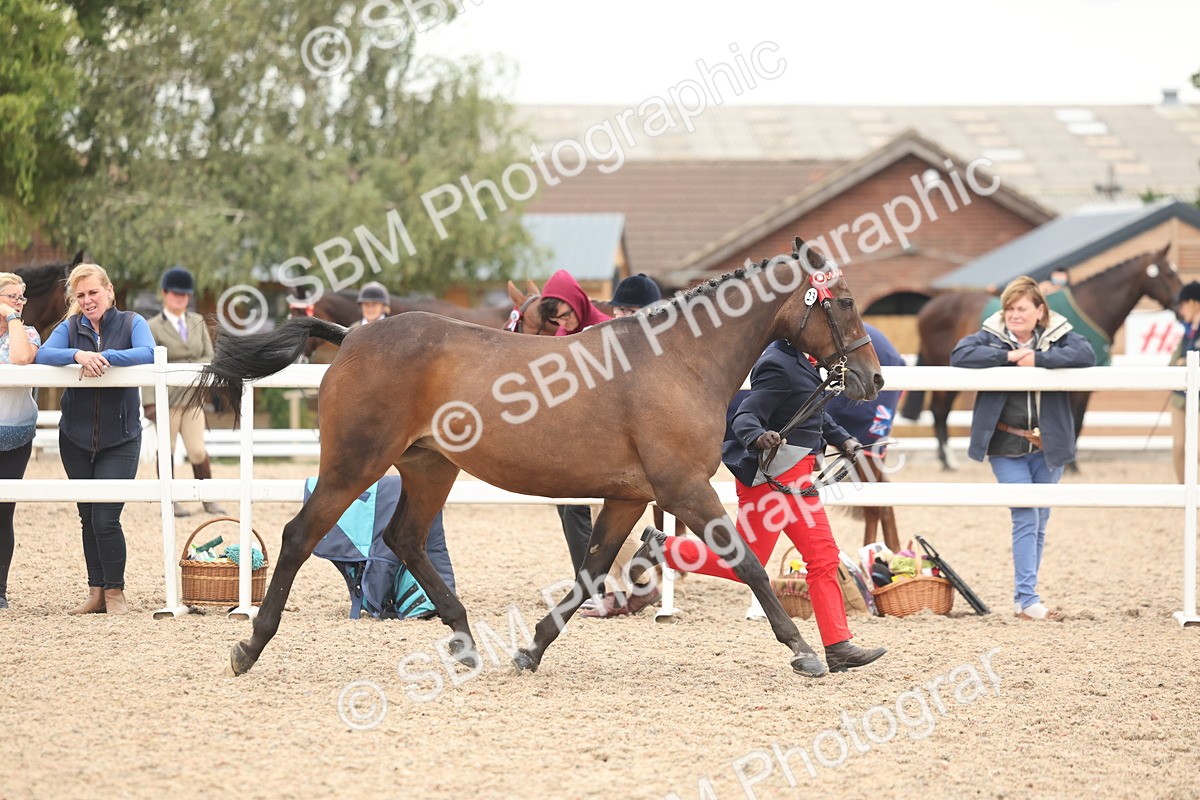 SBM_19258 - Class 317 - IH Pure Bred Horse-Pony