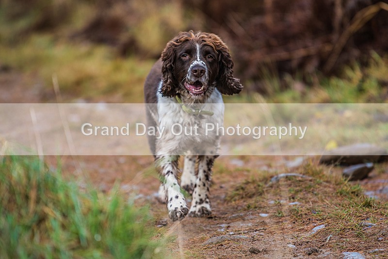 TVU 50  60K-471 - High Terrain Events Tweed Valley 50 & 65K Ultra Trail Races Sunday 19th November 2023