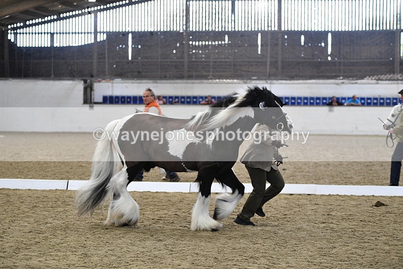 WJ5_5043 - Class 7 In hand coloured / odd coloured