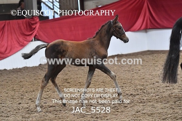 JAC_5528 - 13 Zi Real McCoy