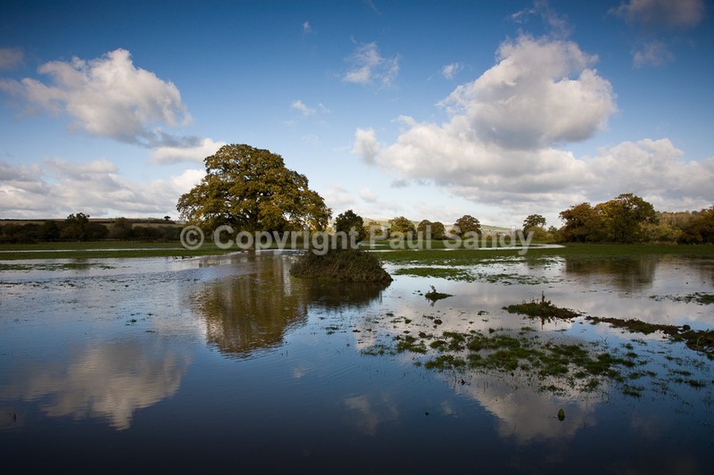After the flood, Culm valley - Seeing the Wood AND the Trees