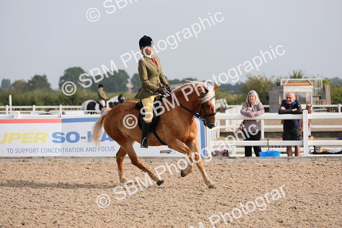 SBM_10718 - Class 303 Ridden Pure Bred Horse/Pony (excl M&M)