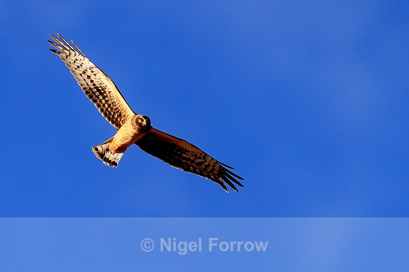 Northern Harrier in flight overhead, Bosque del Apache, New Mexico - Northern Harrier