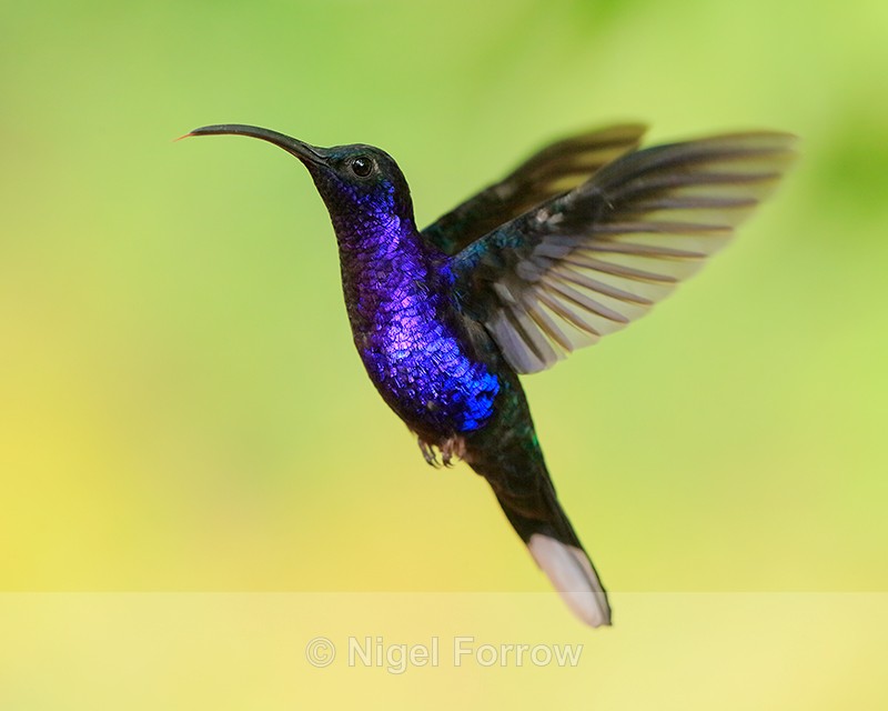 Violet Sabrewing (male) hovering, La Paz Gardens, Costa Rica - Violet Sabrewing