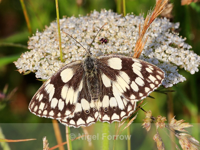Marbled White (male) feeding on Wild Carrot at Durlston - INSECTS