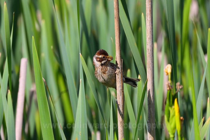 Female Reed Bunting.   ref 0220 - macro and nature.