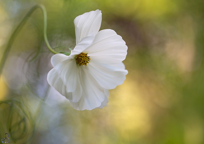 Flower photography by Diana Uzun