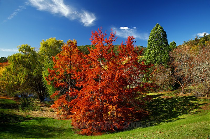 Autumn Trees-3922 - TREES, FLOWERS AND PLANT PHOTOS