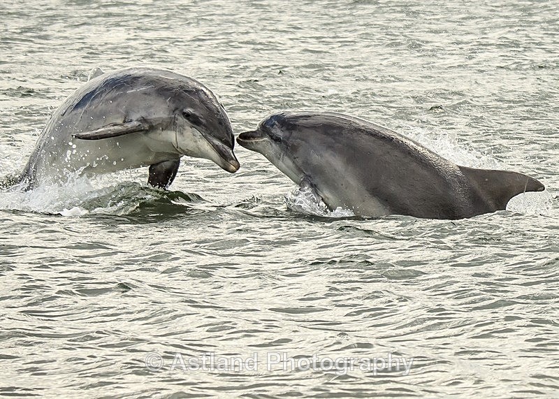 Astland Photography, Bird and Wildlife Images, Susan and Peter Wilson, U.K.